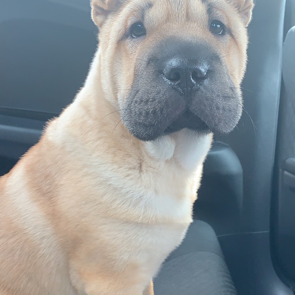 Meet your Posher, Joshua - Picture 1 of 1